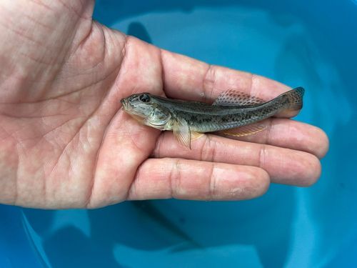 マハゼの釣果