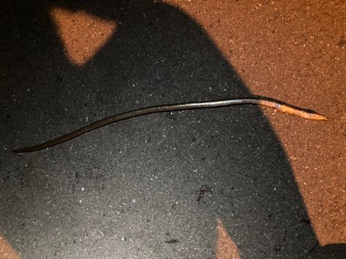 ダイナンウミヘビの釣果