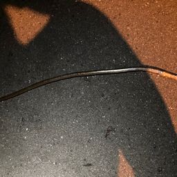 ダイナンウミヘビ