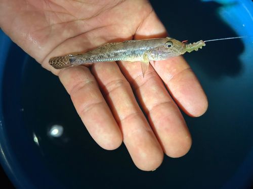 マハゼの釣果