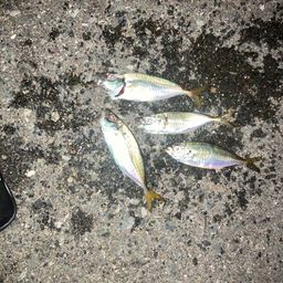 アジ