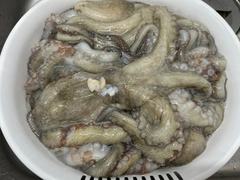 マダコの釣果