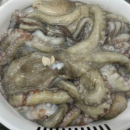 マダコ