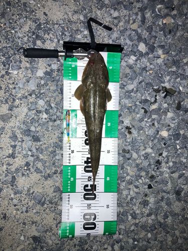 マゴチの釣果
