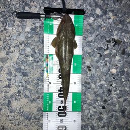 マゴチ