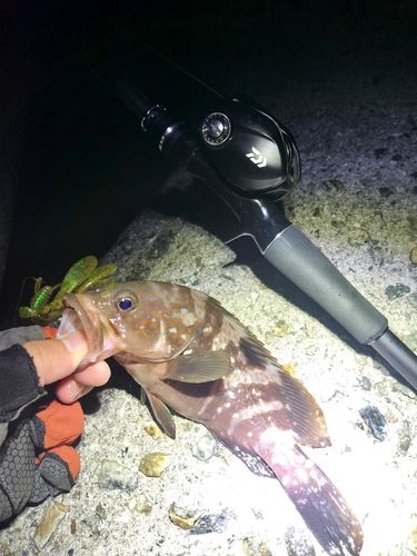 アコウの釣果
