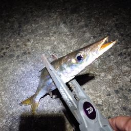 カマス