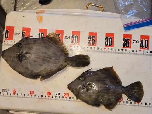 カワハギの釣果