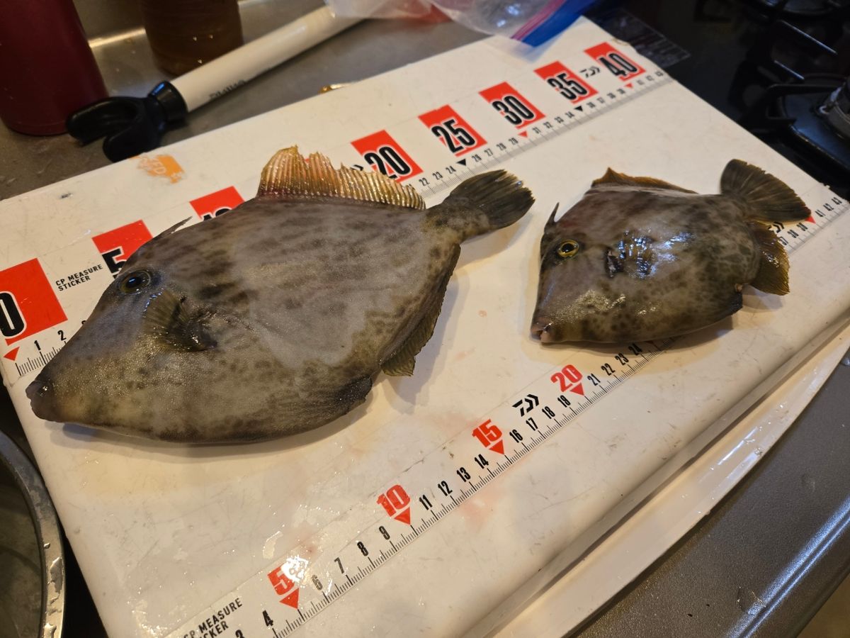 メバル兄さんさんの釣果 2枚目の画像