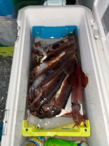 アカイカの釣果