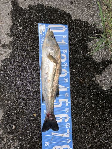スズキの釣果