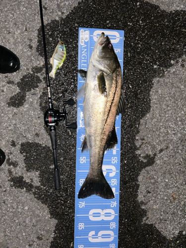 スズキの釣果