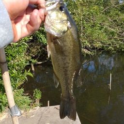 ラージマウスバス