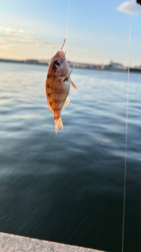 チャリコの釣果
