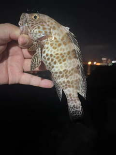 オオモンハタの釣果