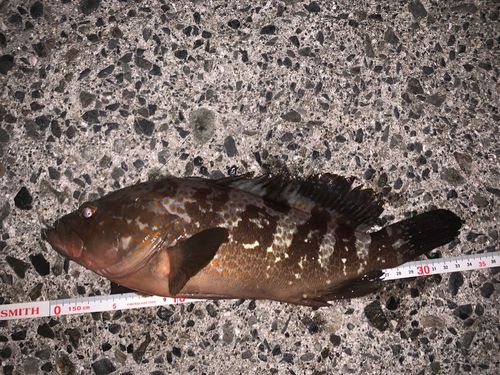 アコウの釣果