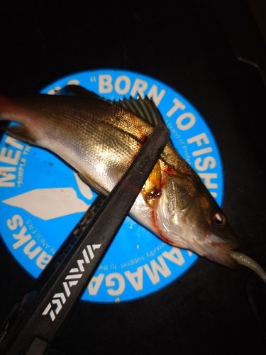 セイゴ（マルスズキ）の釣果