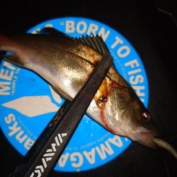 セイゴ（マルスズキ）