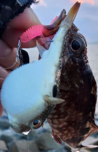 ガシラの釣果