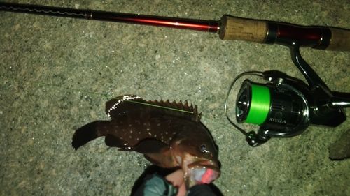 アコウの釣果