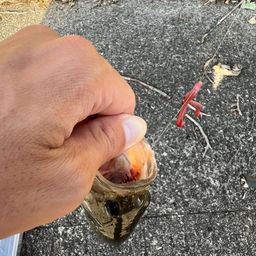 ラージマウスバス