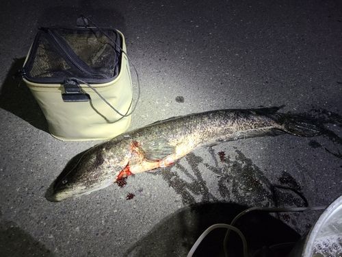 ライギョの釣果