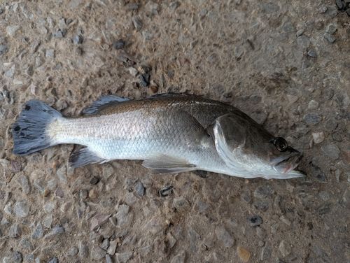 バラマンディの釣果