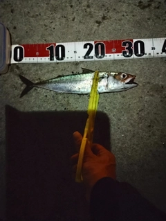 サバの釣果