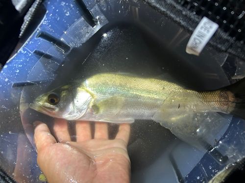 スズキの釣果