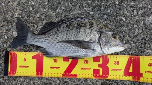 クロダイの釣果