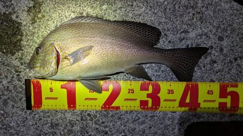 コロダイの釣果