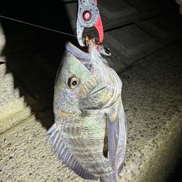 クロダイ