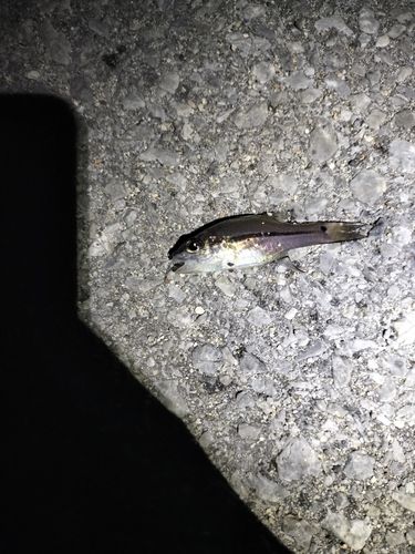 ユカタイシモチの釣果