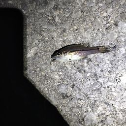 ユカタイシモチ