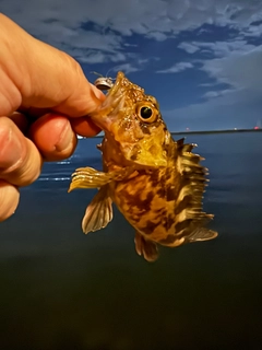 タケノコメバルの釣果