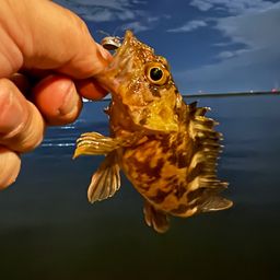 タケノコメバル