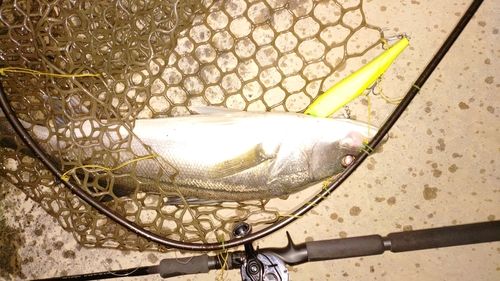 スズキの釣果