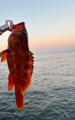 アカハタの釣果