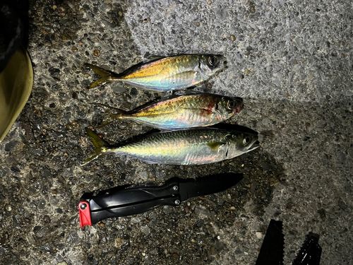 アジの釣果