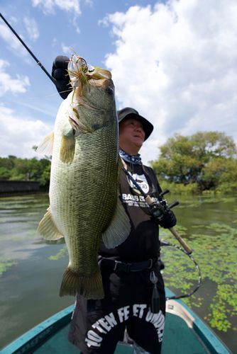 ブラックバスの釣果