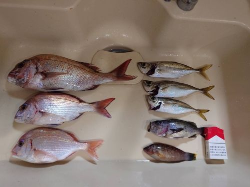 タイの釣果