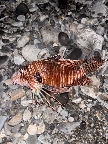 ハナミノカサゴの釣果