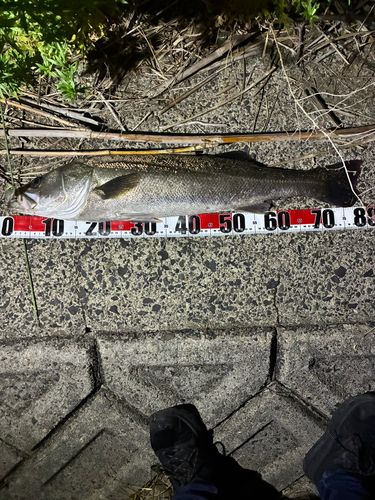 シーバスの釣果