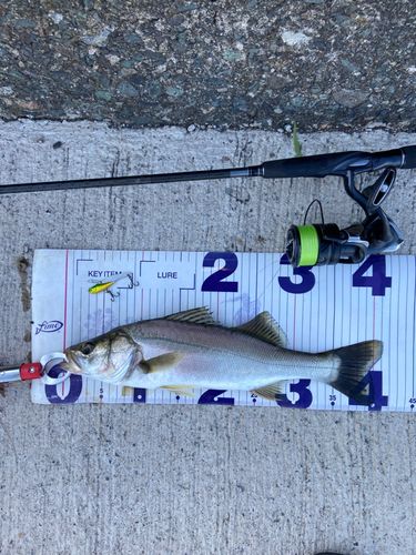 シーバスの釣果