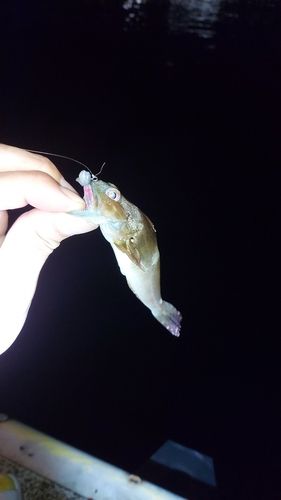 アナハゼの釣果