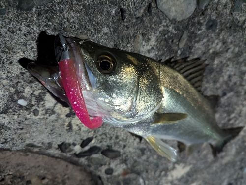 フッコ（マルスズキ）の釣果