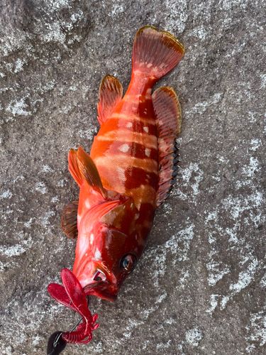 アカハタの釣果