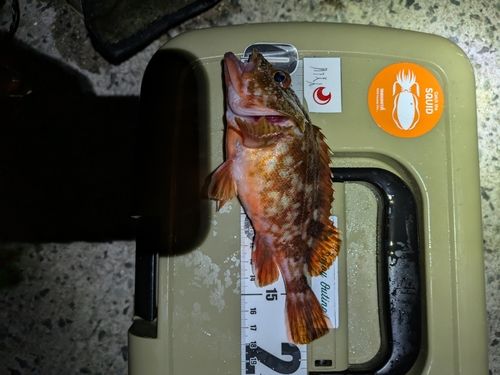 カサゴの釣果