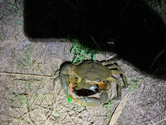 ノコギリガザミの釣果