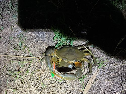 ノコギリガザミの釣果